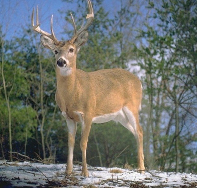 Le cerf de Virginie Le cerf de Virginie
